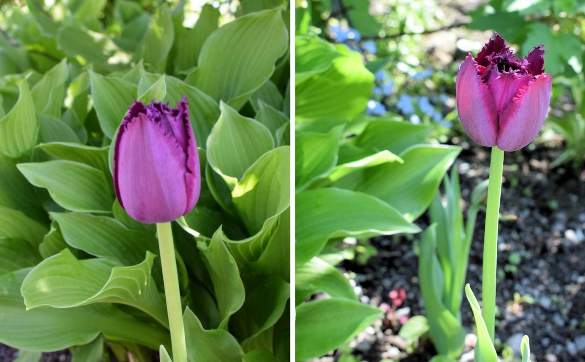 Viherpeukaloilta ostettu Curly Sue tulppaani.