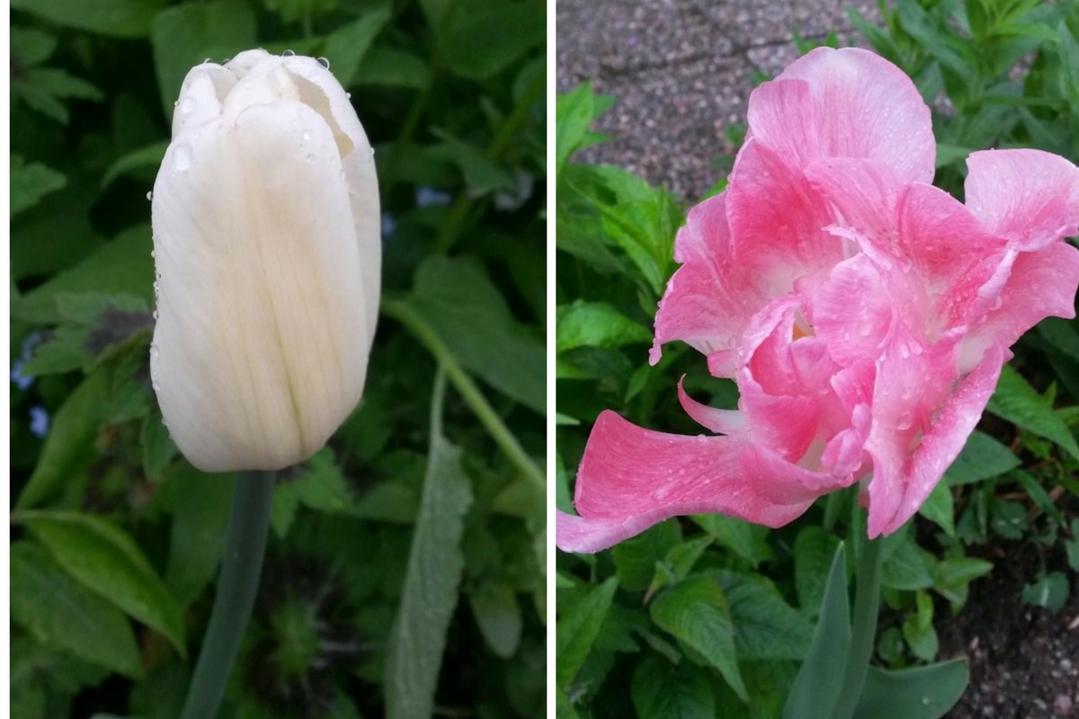 Valkoinen tulppaani ja vaaleanpunainen tulppaani.