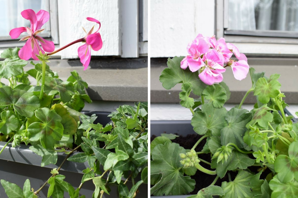 tummanpinkki riippapelargonia ja vaaleanpinkki pelargonia