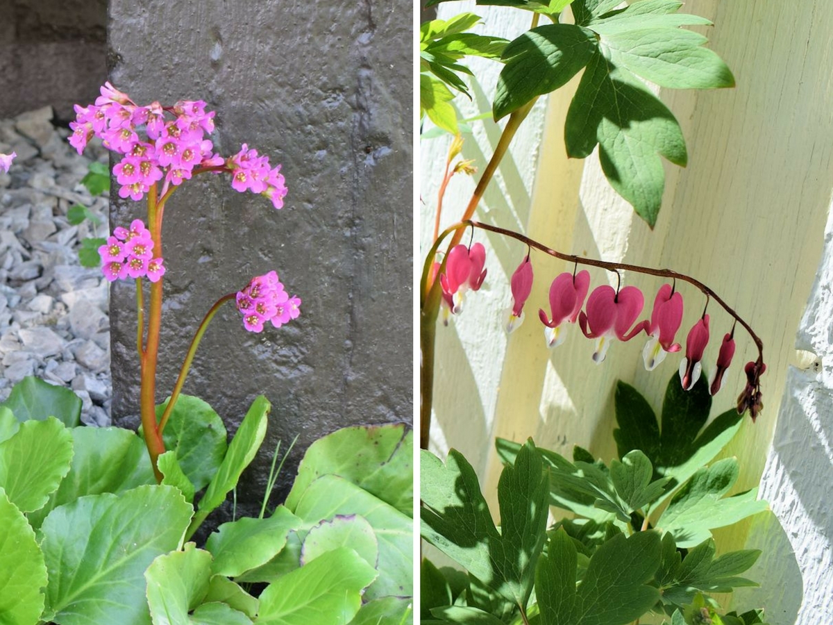 Perinneperennat vuorenkilpi ja särkynytsydän kukassa.