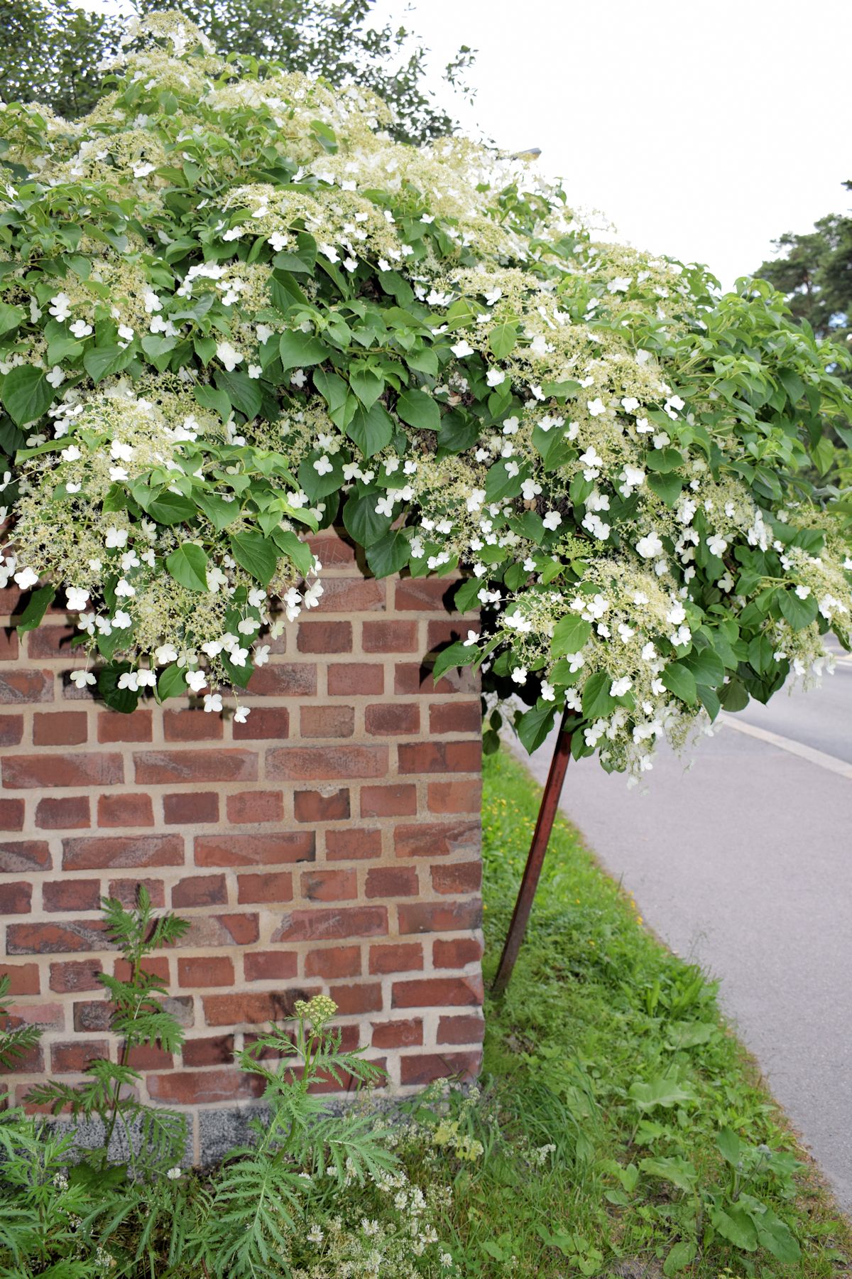 Köynnöshortensia muurilla.