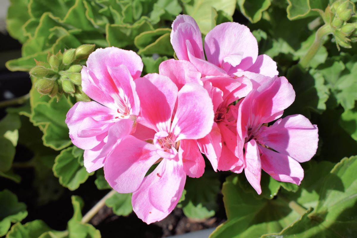 Vaaleanpinkki pelargonia.