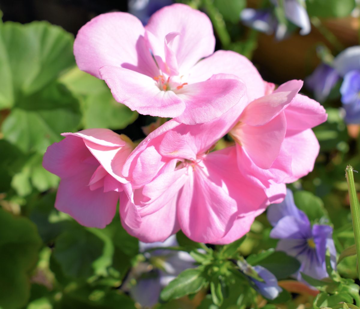 Vaaleanpunainen pelargoni.