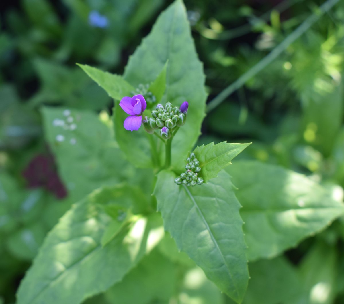 Violetti kukka avautumassa.