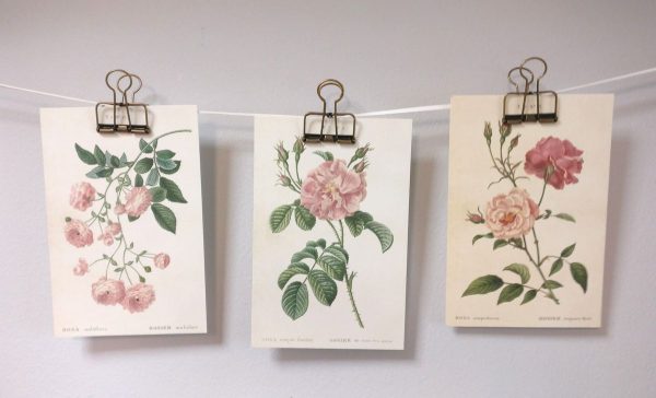 Zpoistunut Vintage postikortti ruusu (rosa semper florens 2), 10 x 15 cm - Image 2