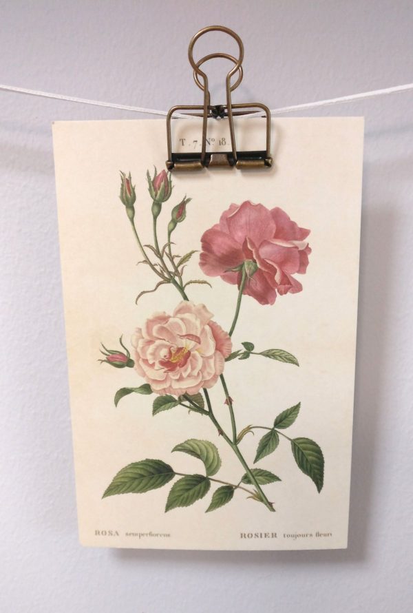 Zpoistunut Vintage postikortti ruusu (rosa semper florens 2), 10 x 15 cm - Image 3