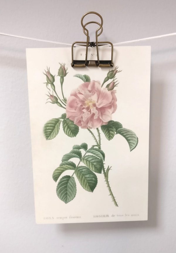 Zpoistunut Kasvitaulu postikortti ruusu (rosa semper florens), 10 x 15 cm - Image 3