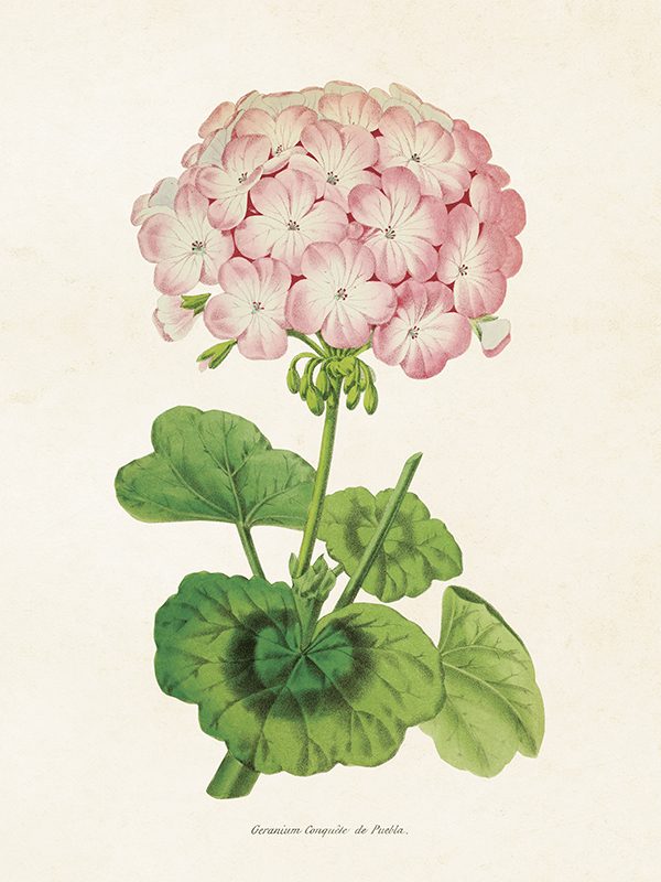 Sköna Ting kasvitaulujuliste pelargoni