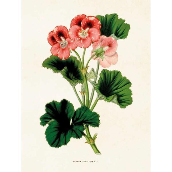 Kasvitaulu Pelargoni (roseum striatum) 18 x 24 cm, Sköna Ting