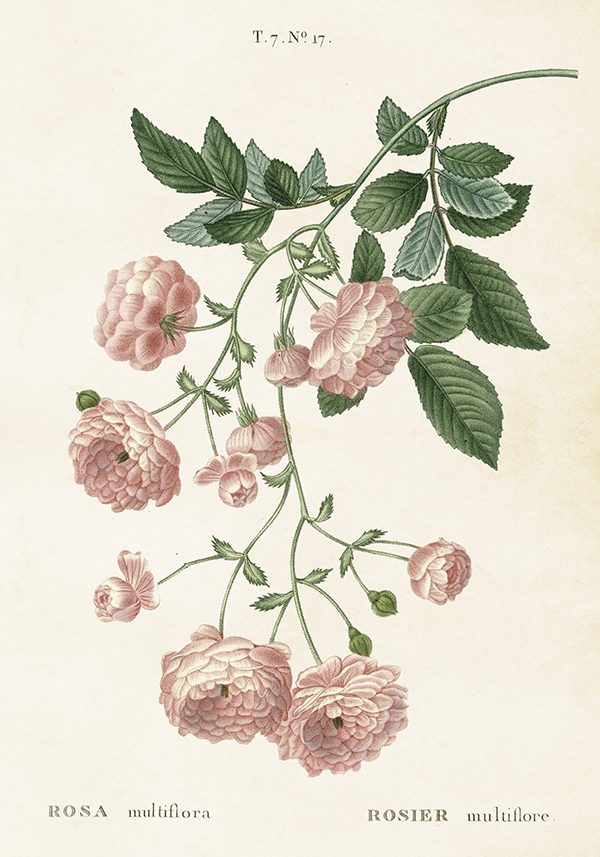 Zpoistunut Kasvitaulu juliste Ruusu (rosa multiflora) 35 x 50 cm, Sk?na Ting