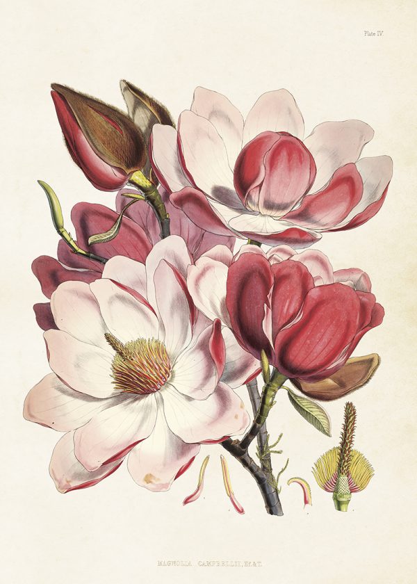 Kasvitaulu juliste Magnolia vaaleanpunainen 50x70 cm, Sköna Ting