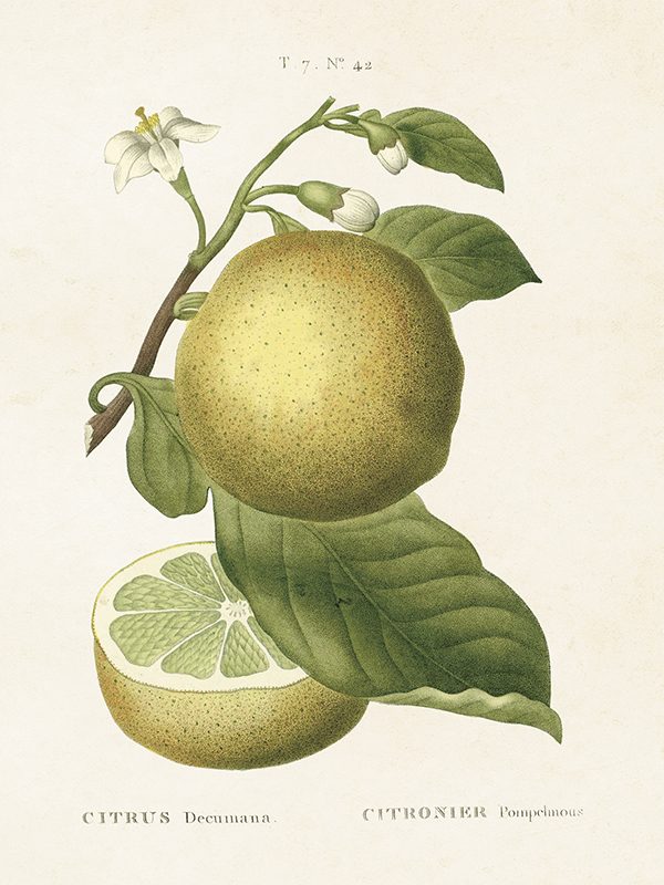 Kasvitaulu Sitrus pomelo 18 x 24 cm, Sköna Ting