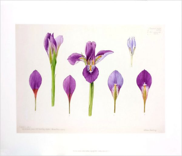 Zpoistunut Poistuva tuote! Art Print juliste Lillian Snelling - Iris Cross-section