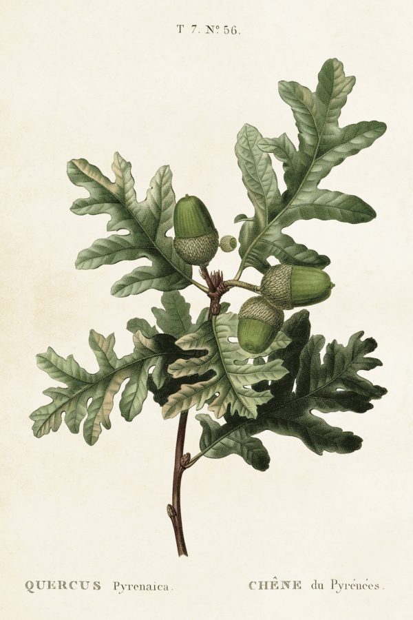 Tammenoksa opetustaulu