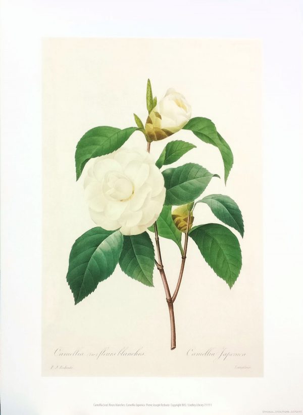 Zpoistunut Poistuva tuote! Art Print juliste Pierre Joseph Celestin Redoute - Camellia fleurs blanches (Camellia Japonica)