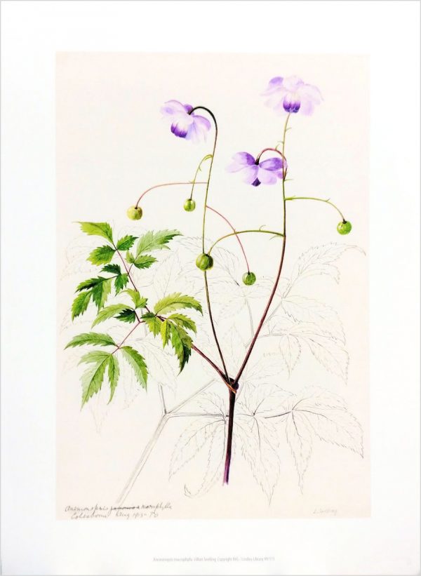 Zpoistunut Poistuva tuote! Art Print juliste Lillian Snelling - Anemonopsis macrophylla