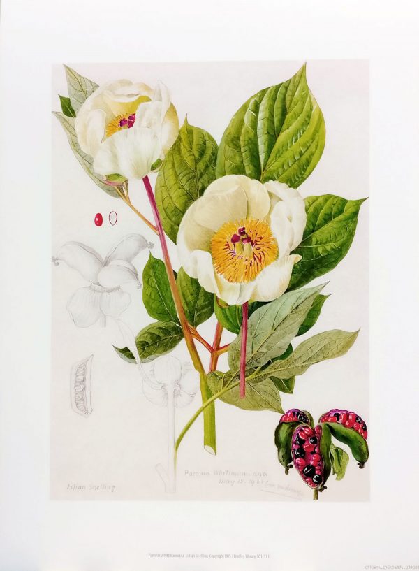 Zpoistunut Poistuva tuote! Art Print juliste Lillian Snelling - Paeonia whittmanniana