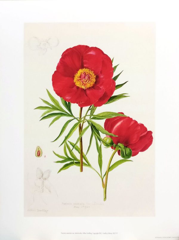 Zpoistunut Poistuva tuote! Art Print juliste Lillian Snelling - Paeonia anomala var. intermedia