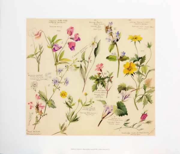 Zpoistunut Poistuva tuote! Art Print juliste Lillian Snelling - Wildflower Composite IV