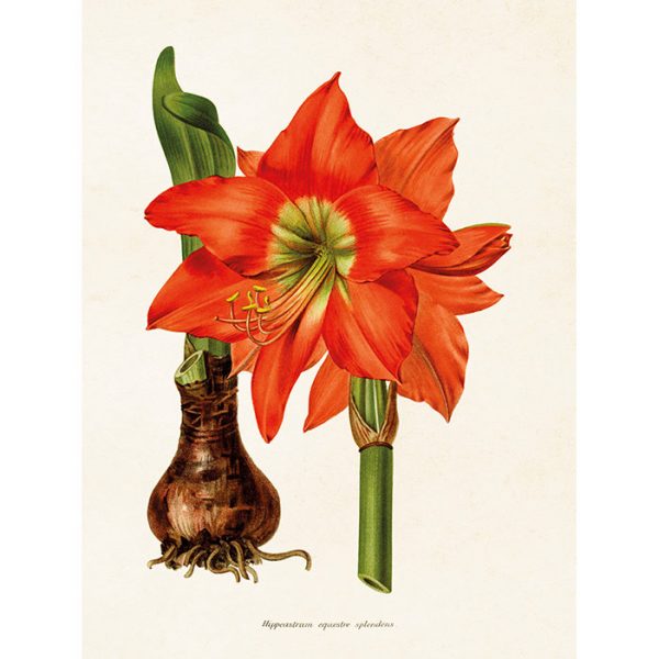 Kasvitaulu Amaryllis 18 x 24 cm, Sköna Ting