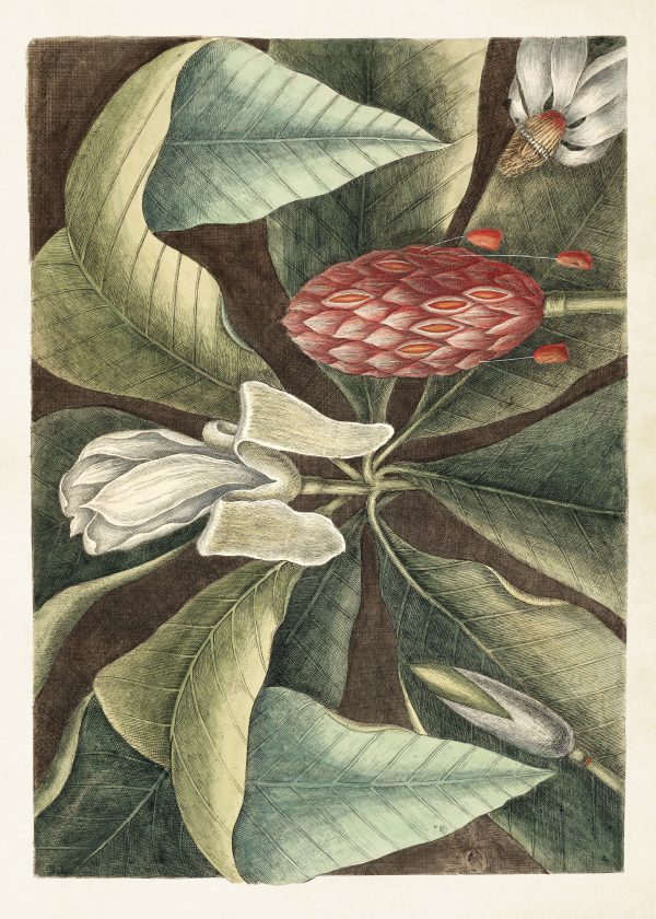 Zpoistunut Kasvitaulu juliste Magnolia 50 x 70 cm, Sk?na Ting
