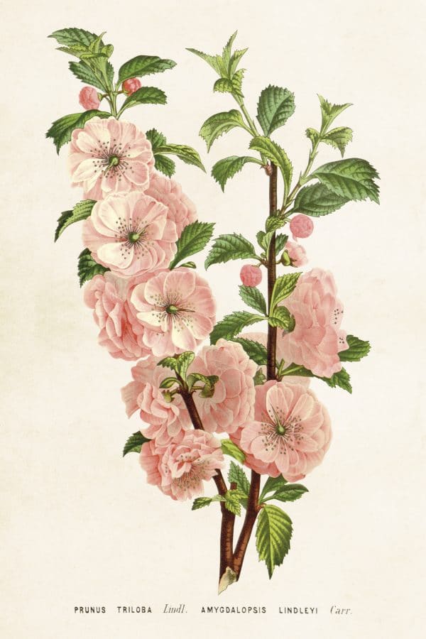 Zpoistunut Kasvitaulu postikortti Prunus triloba 10 x 15 cm, Sk?na Ting
