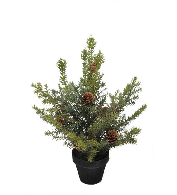Zpoistunut Pieni havupuu k?vyill?, Mr Plant