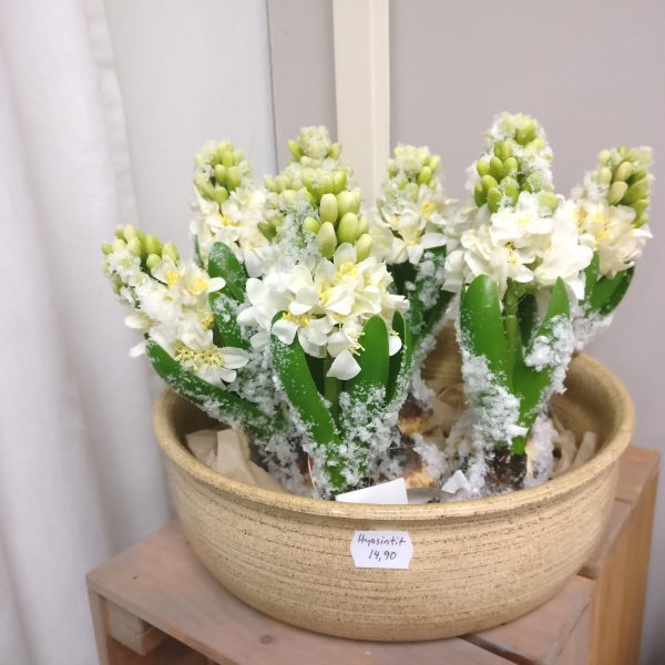 Zpoistunut Luminen hyasintti valkoinen tekokukka, Mr Plant - Image 2