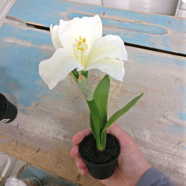 Zpoistunut Mini amaryllis, Mr Plant