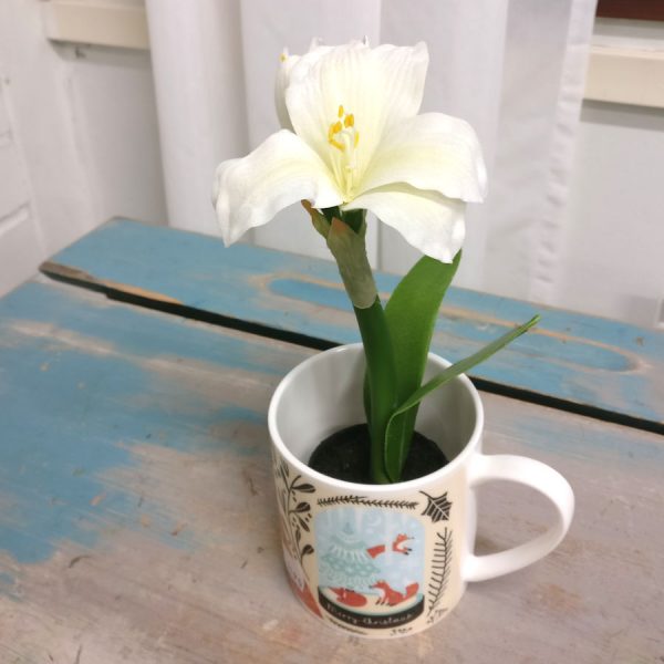 Zpoistunut Mini amaryllis, Mr Plant - Image 2