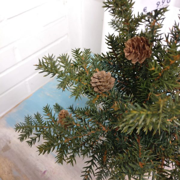 Zpoistunut Pieni havupuu k?vyill?, Mr Plant - Image 2