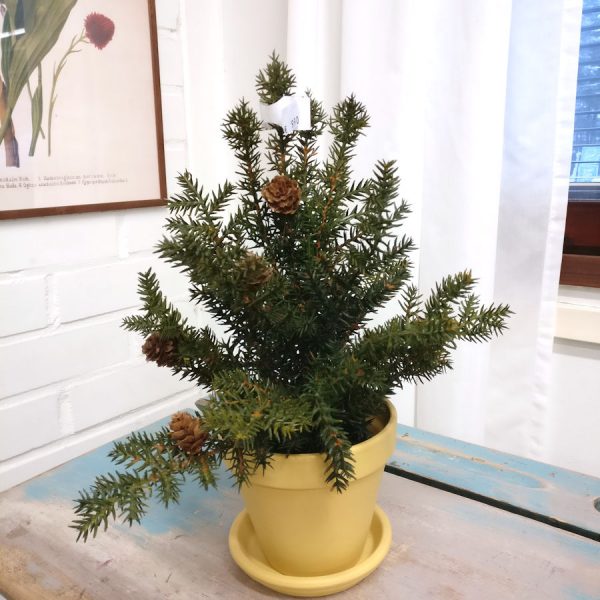 Zpoistunut Pieni havupuu k?vyill?, Mr Plant - Image 4