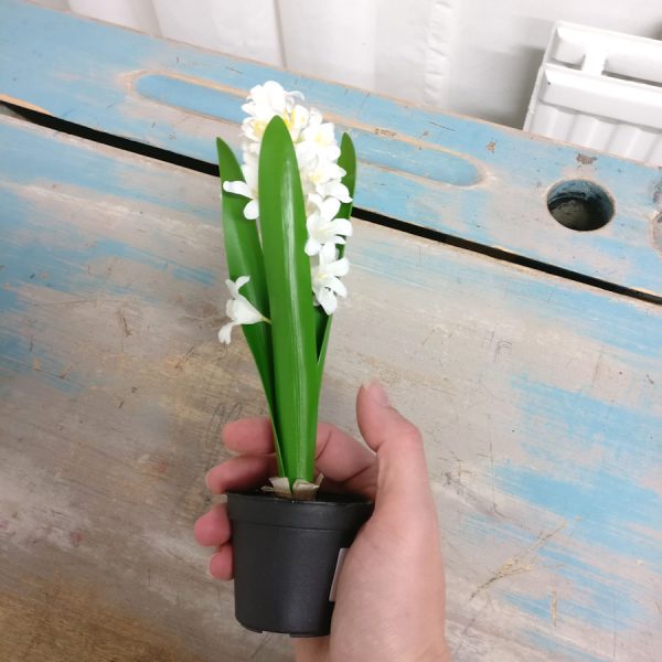 Zpoistunut Mini hyasintti, Mr Plant
