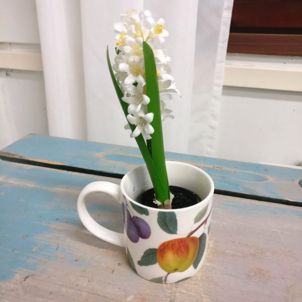 Zpoistunut Mini hyasintti, Mr Plant - Image 2