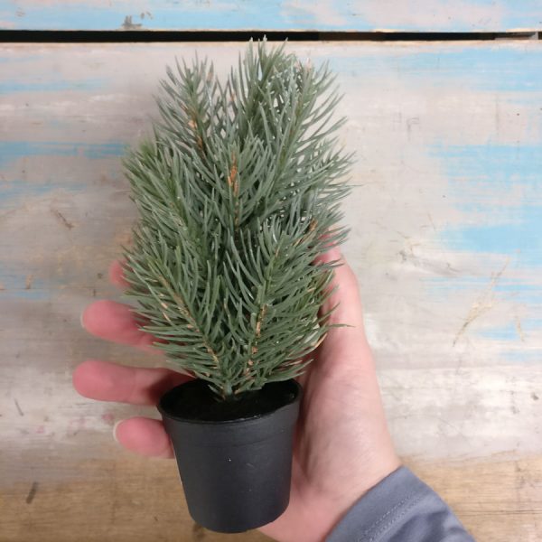 Zpoistunut Poistuva tuote! Minihavu m?nty, Mr Plant - Image 2
