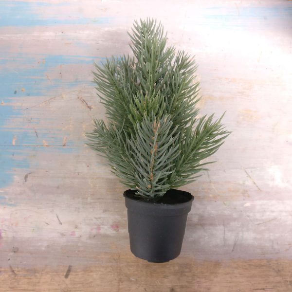 Zpoistunut Poistuva tuote! Minihavu m?nty, Mr Plant