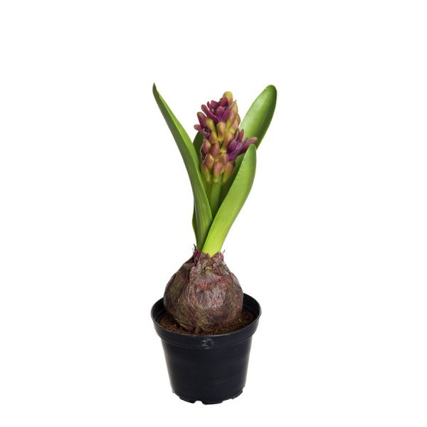 Zpoistunut Poistuva tuote! Hyasintti nupulla punavioletti tekokukka, Mr Plant