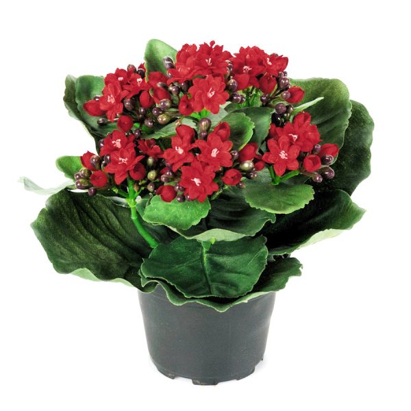 Zpoistunut Poistuva tuote! Tulilatva punainen tekokukka, Mr Plant