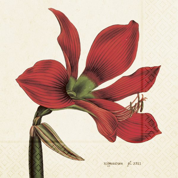 Zpoistunut Amaryllis servetit iso 20 kpl, Sk?na Ting