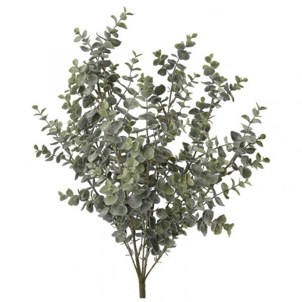 Zpoistunut Eukalyptus 56 cm