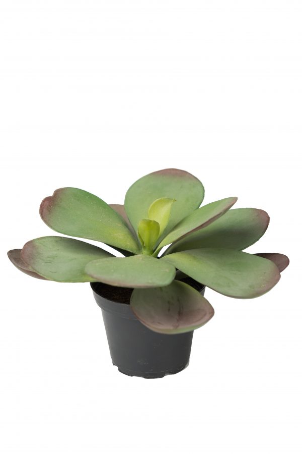 Zpoistunut Poistuva tuote! Mehikasvi ruukussa tekokasvi, Mr Plant