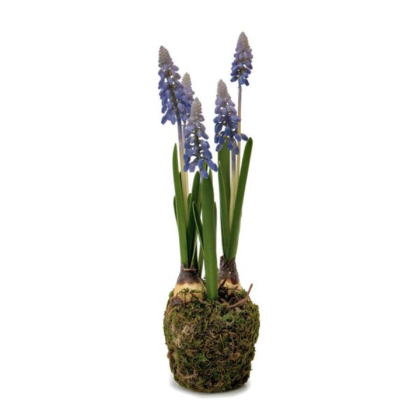 Zpoistunut Helmihyasintti sammalella tekokukka, Mr Plant