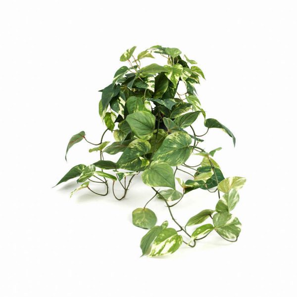 Zpoistunut Poistuva tuote! Kultak?ynn?s tekokasvi, Mr Plant