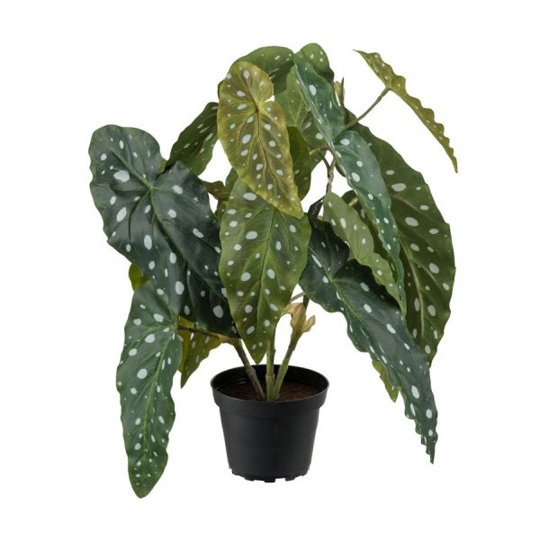 Zpoistunut Poistuva tuote! Pilkkubegonia tekokasvi, Mr Plant