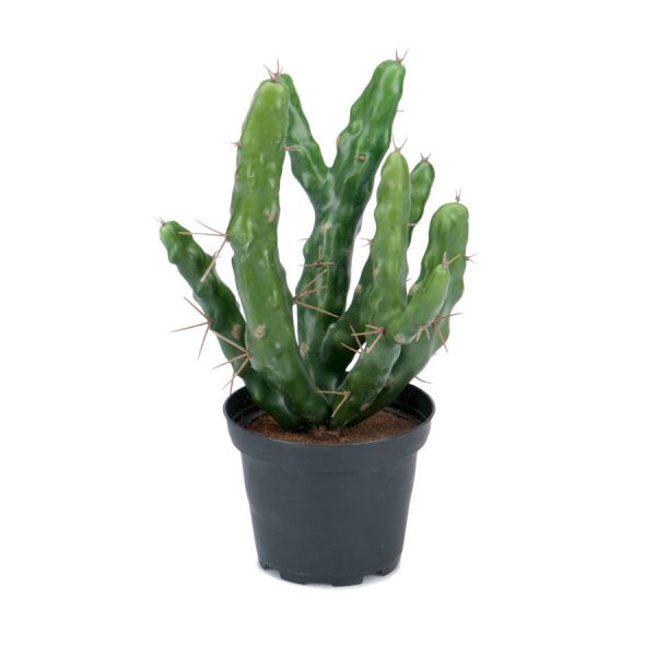 Zpoistunut Poistuva tuote! Kaktus ruukussa 23 cm tekokasvi, Mr Plant