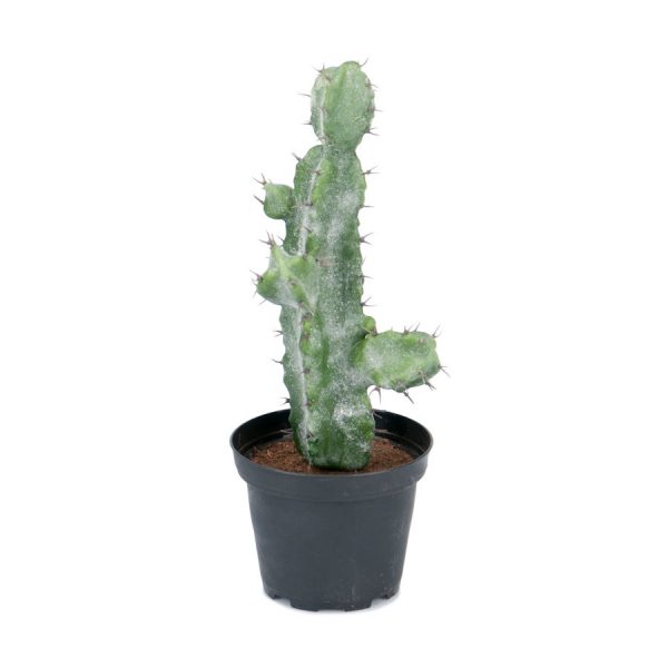 Zpoistunut Poistuva tuote! Vaalea Kaktus ruukussa tekokasvi, Mr Plant