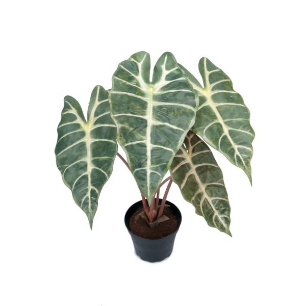 Zpoistunut Poistuva tuote! Alocasia Juurakkovehka tekokasvi, Mr Plant