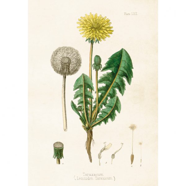 Kasvitaulu juliste Voikukka (taraxacum) 35 x 50 cm, Sköna Ting