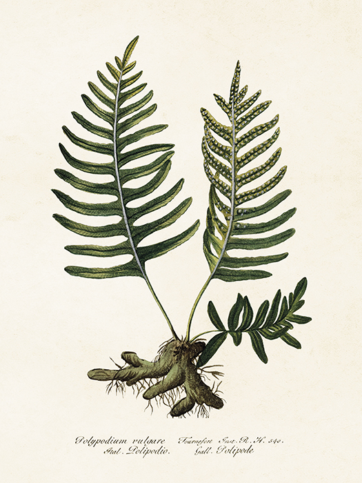Kasvitaulu Saniainen Polypodium Vulgare II 18 x 24 cm, Sköna Ting
