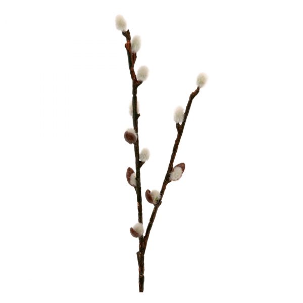 Zpoistunut Pajunkissa tekokukka, Mr Plant